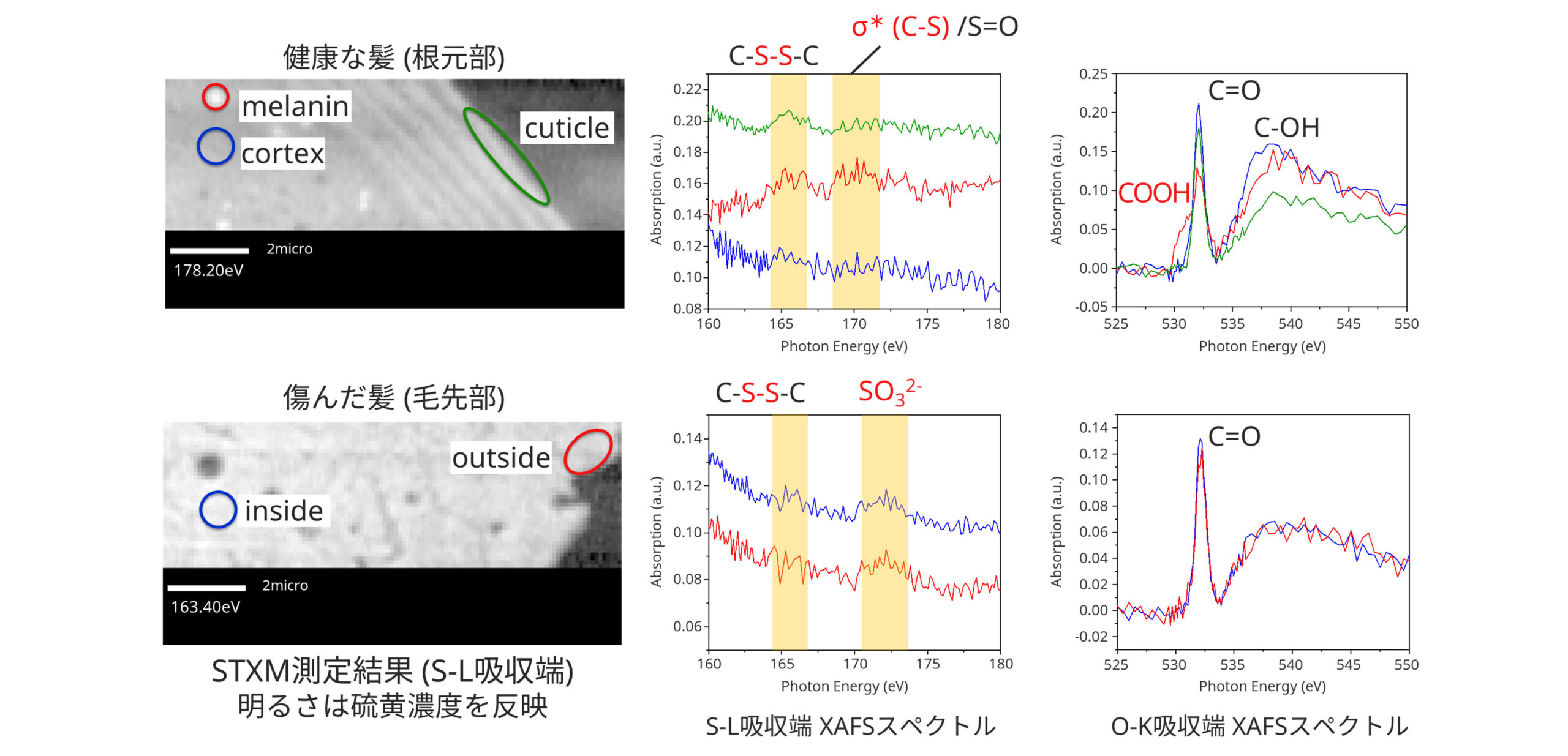 STXMによるブリーチ処理された毛髪の状態分析