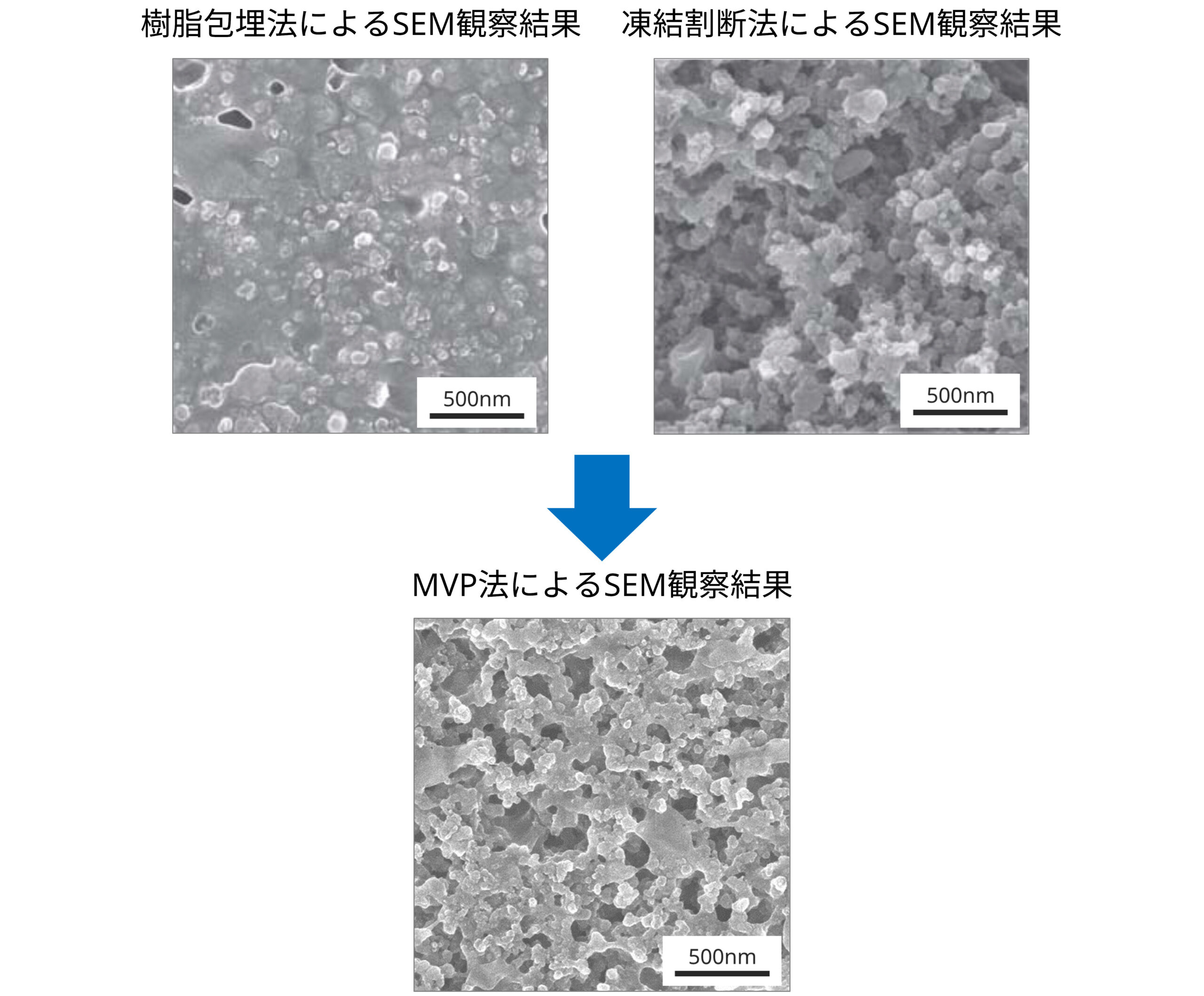 電極触媒層のSEM観察