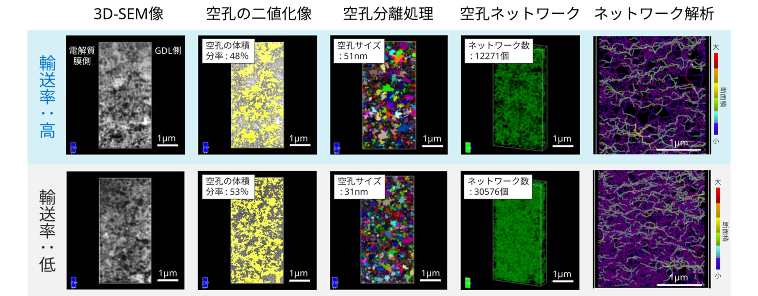 3D-SEM法による3D画像･ネットワーク構造解析