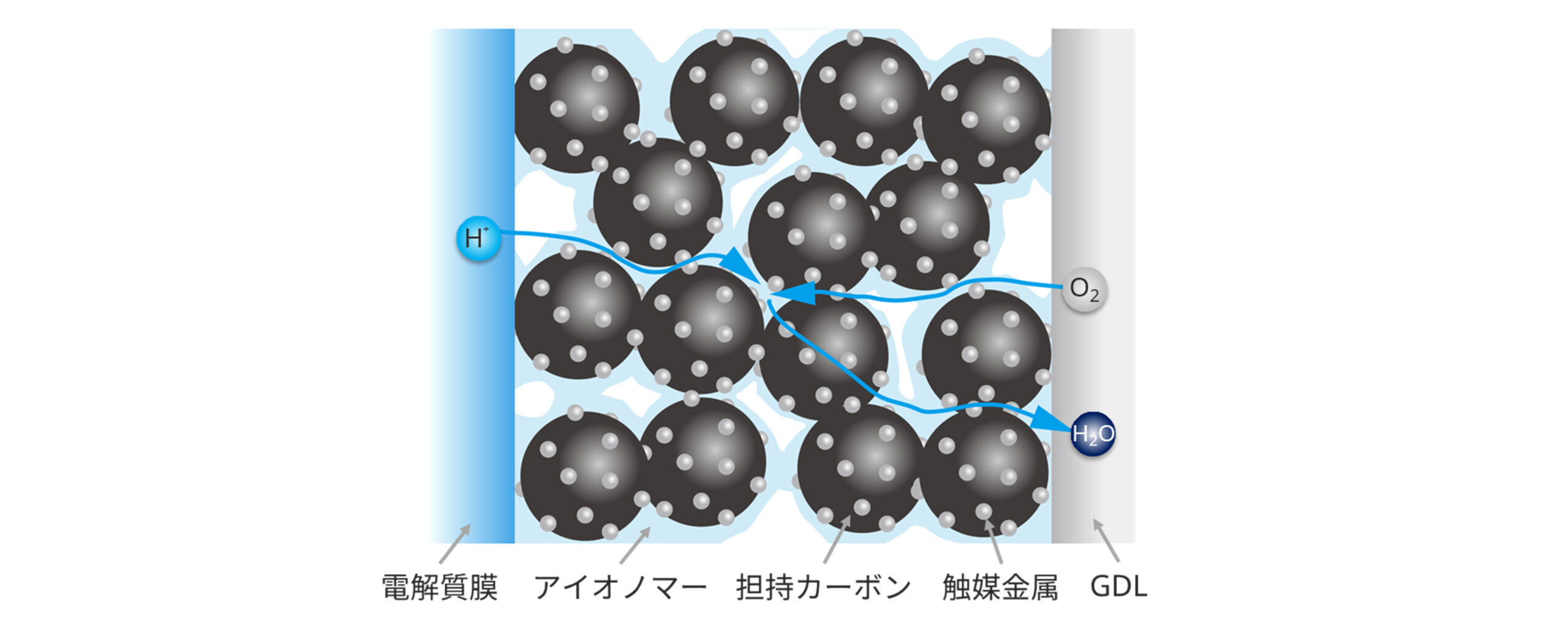 アイオノマーの直接観察