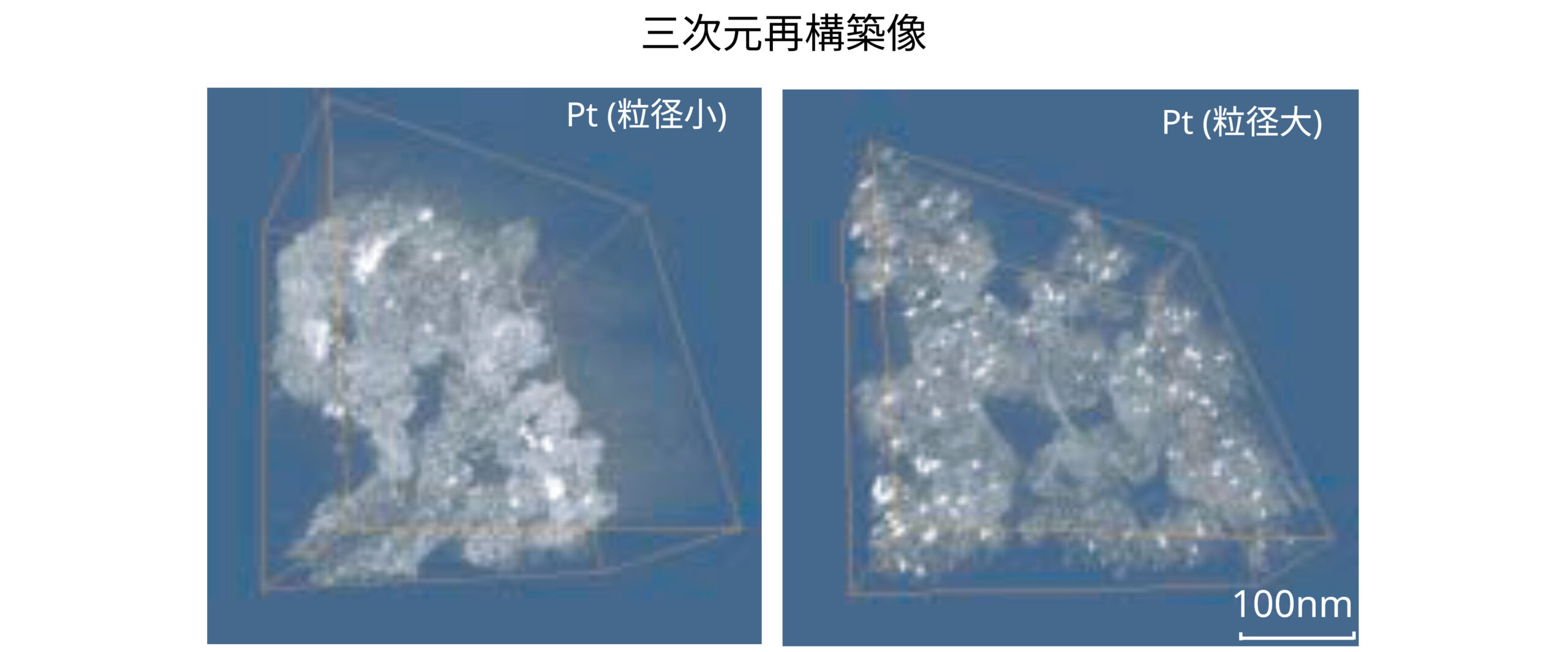三次元再構築像