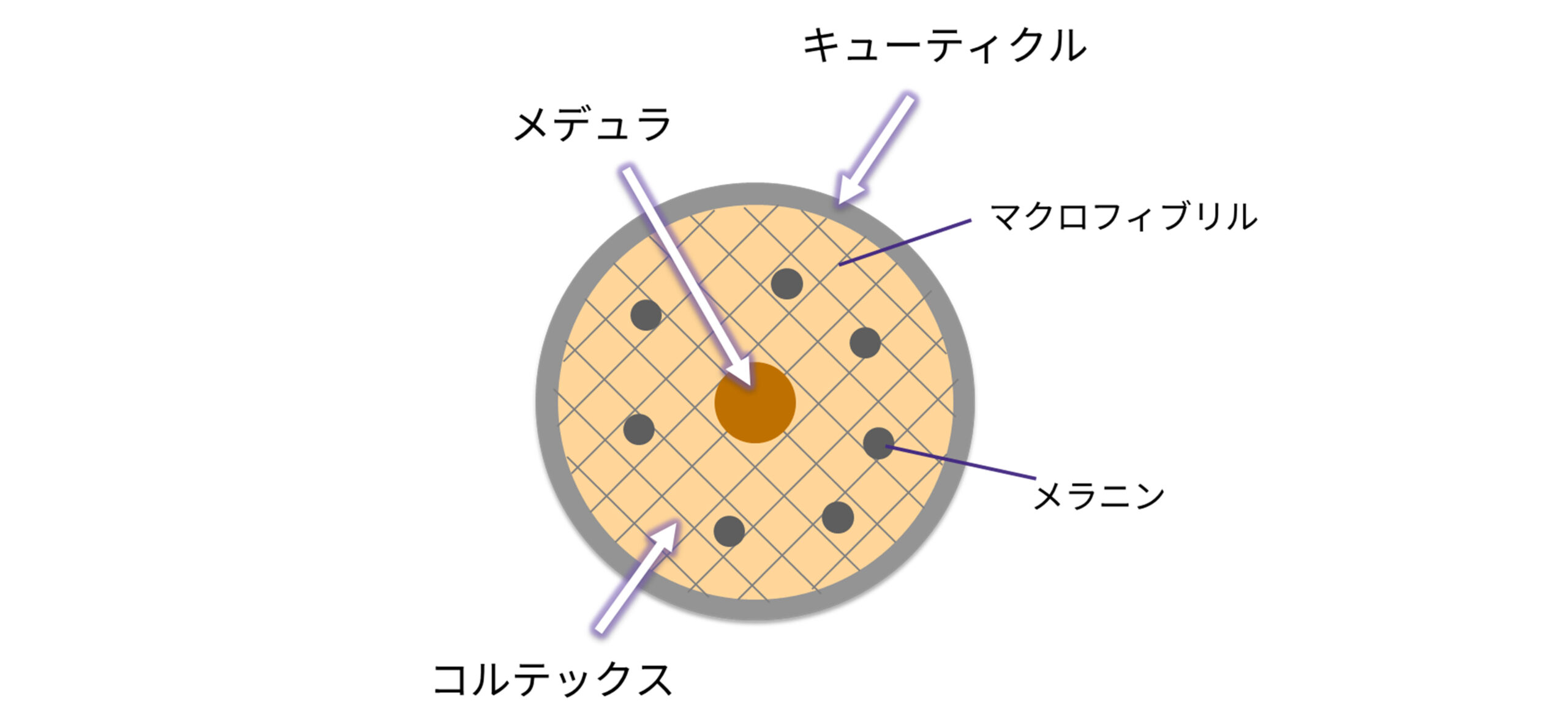 毛髪の微細構造