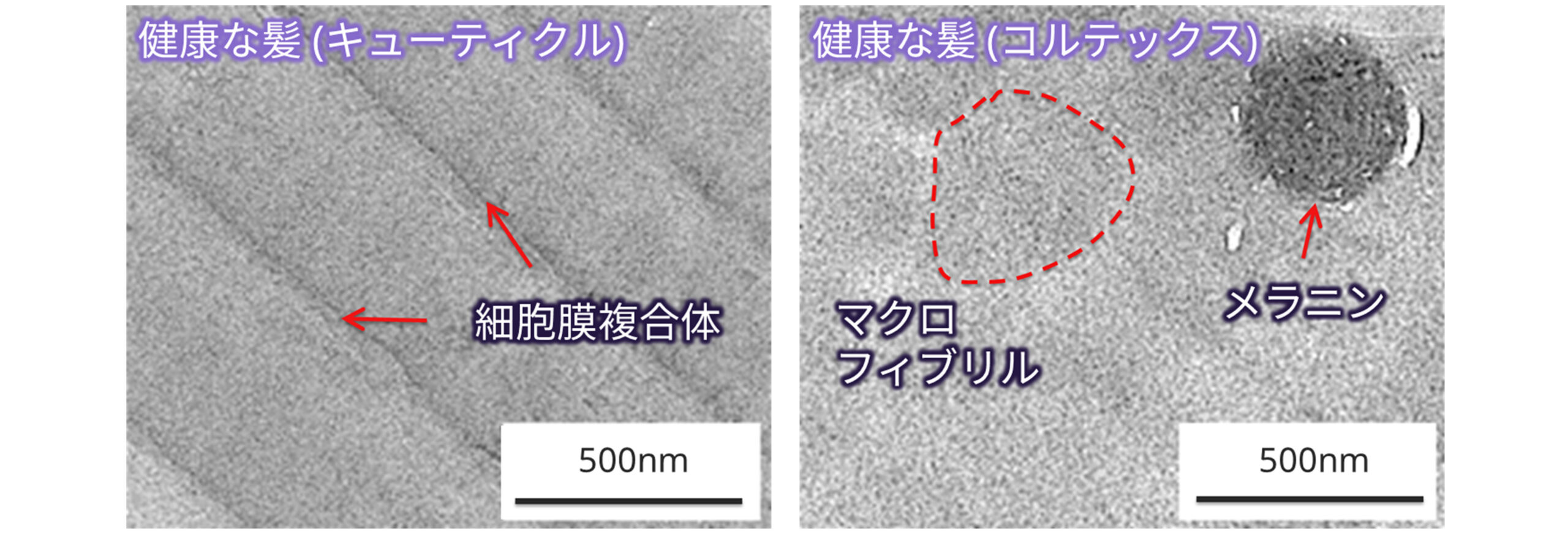 クライオTEMによる毛髪の形態観察