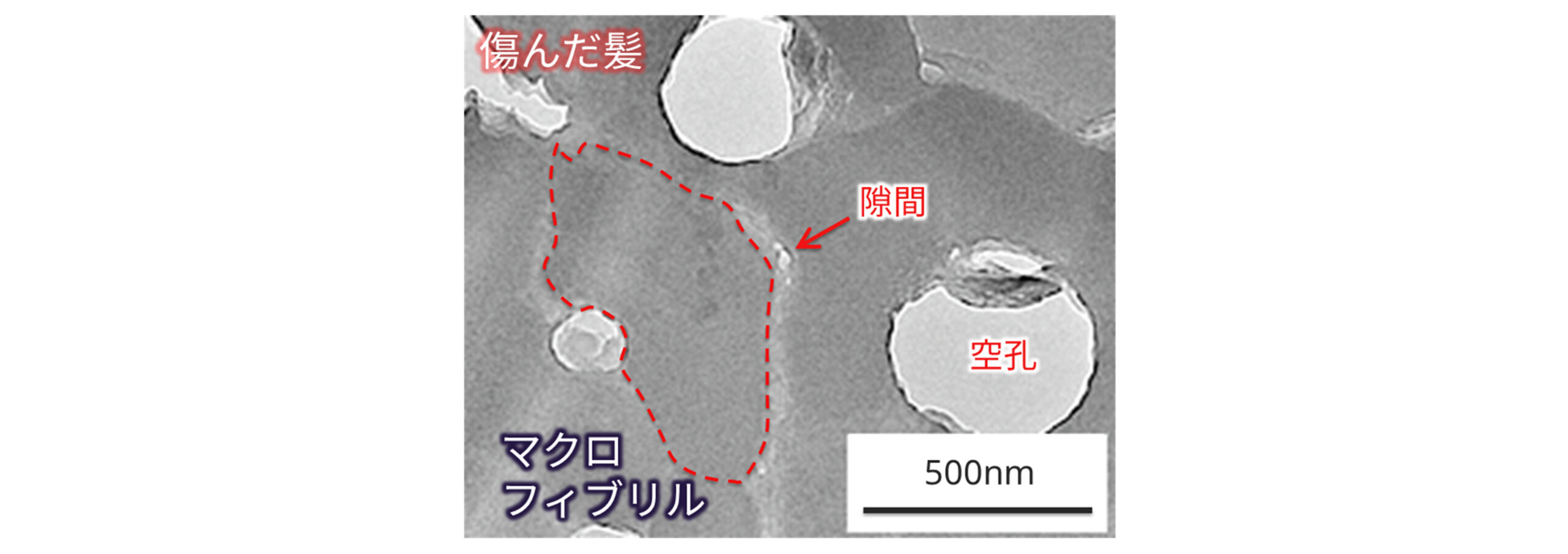 クライオTEMによる毛髪の形態観察